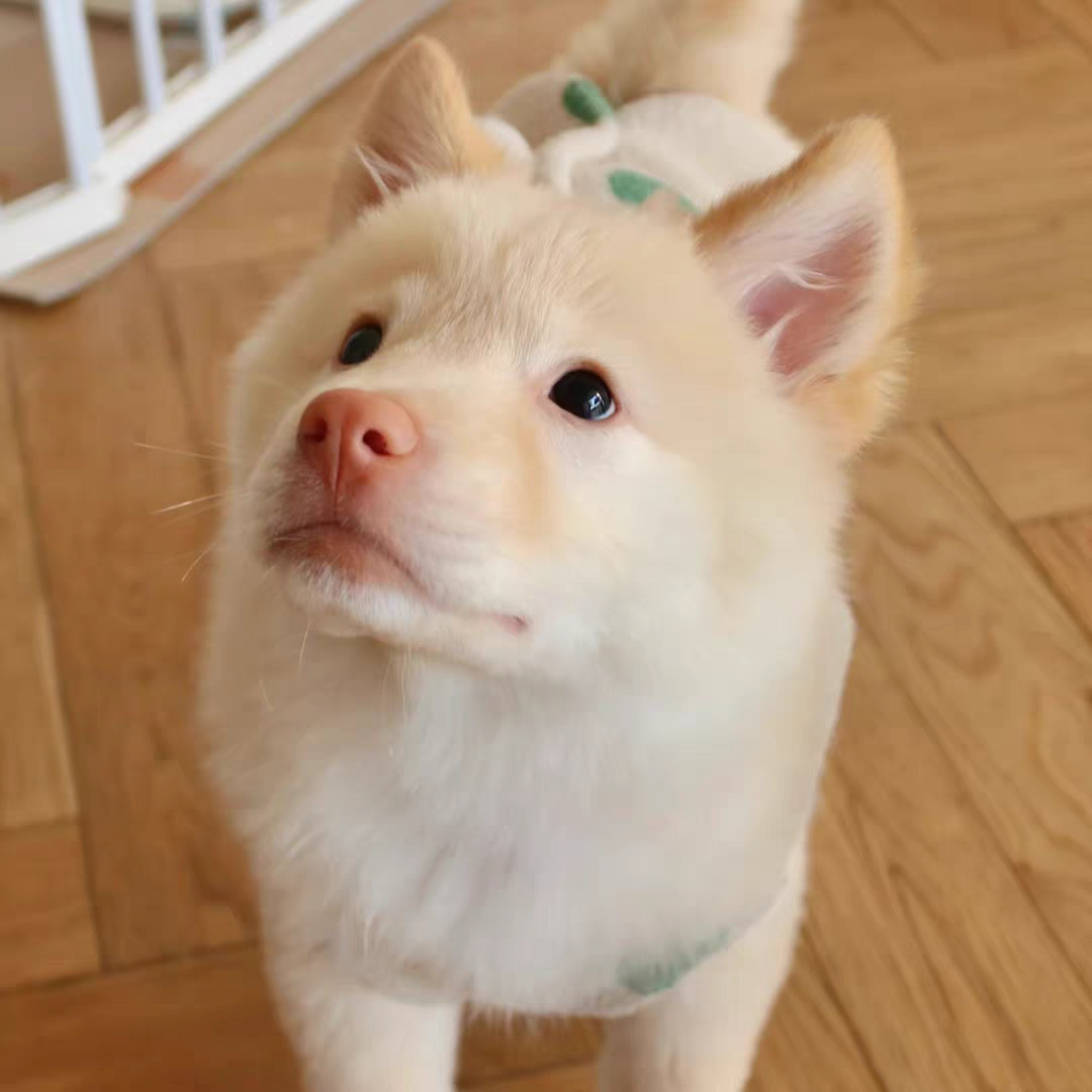 犬舍直销批发价格出售土松犬